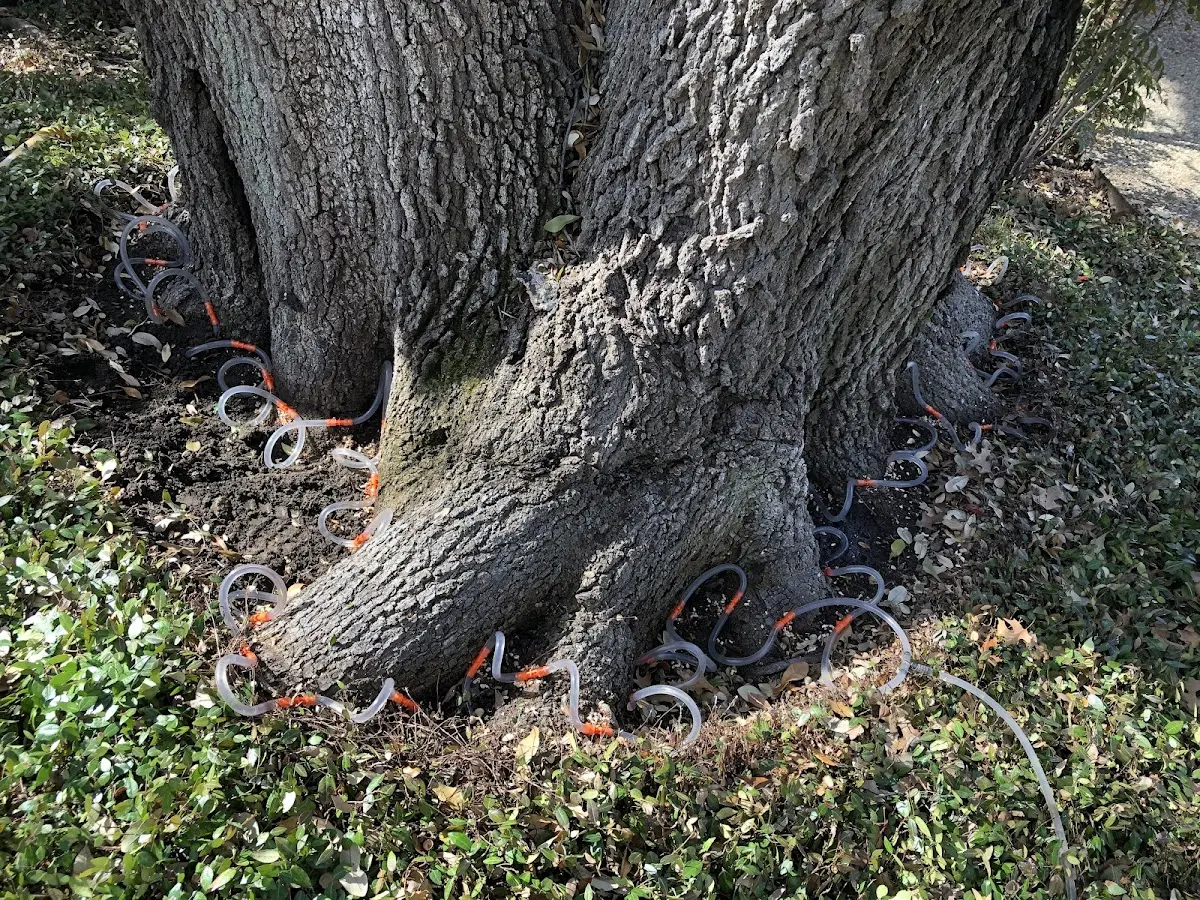 Detailed Tree Cabling and Bracing job site in Akutan